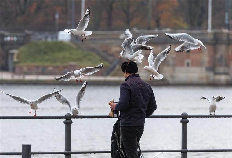 Nicht mehr lustig! Möwen-Attacken nehmen zu Ein Mann füttert im Nieselregen Möwen.
