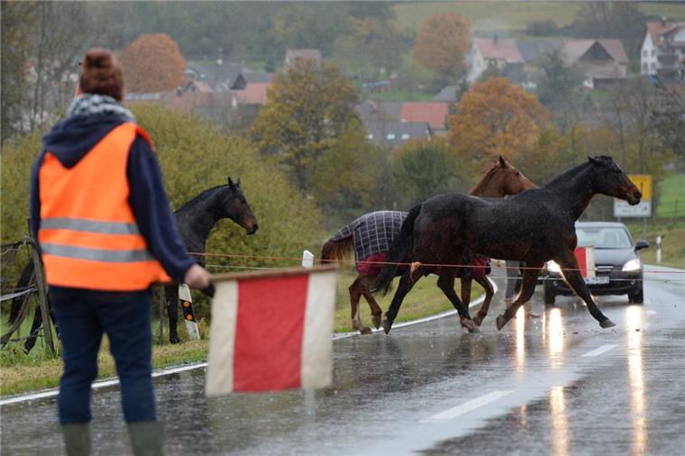 Wesermarsch: Rinder, Pferde und Schafe auf der Straße Polizei mahnt zur Vorsicht: In der Wesermarsch gelangen derzeit viele Tiere, die von ihren Weideflächen ausbrechen, auf die Fahrbahn.