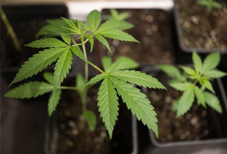 Zu viele Cannabispflanzen im Kofferraum! Polizei stoppt Autofahrer (35) bei Brake Polizei und Zoll kontrollierten am Samstagabend insgesamt 277 Fahrzeuge. Dabei gab es einige Überraschungen.