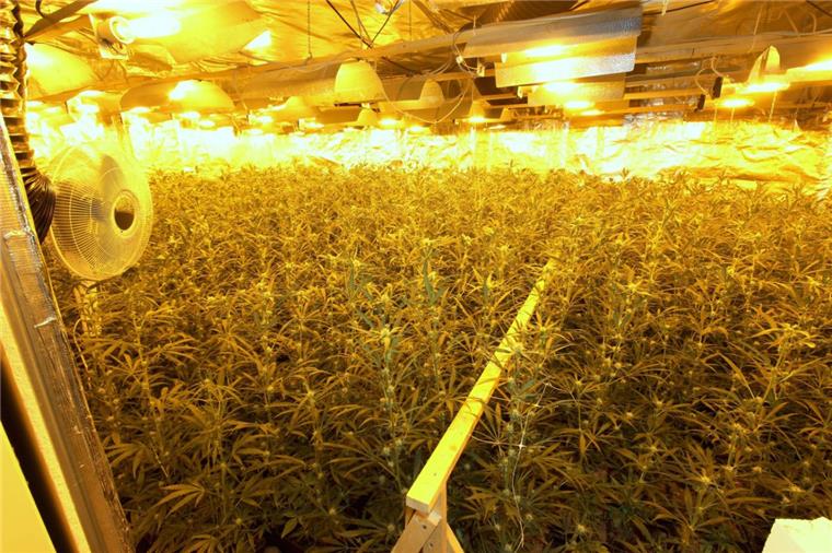 Riesige Marihuana-Plantage in Bremen ausgehoben Polizei, Zoll und Staatsanwaltschaft haben in Bremen eine Marihuana-Plantage ausgehoben.