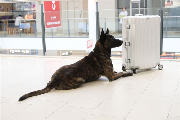 Tierischer Einsatz: Polizeihund "Bosse" lässt Autodieb nicht entkommen Polizeihund Bosse (hier beim Einsatz am Flughafen in Bremen) konnte mit seiner imposanten Gestalt einen mutmaßlichen Autodieb zur Aufgabe zwingen.