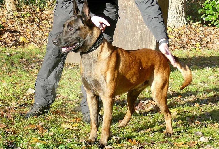 Polizeihund
