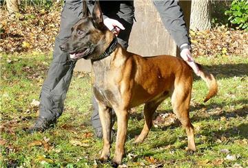 Polizeihund