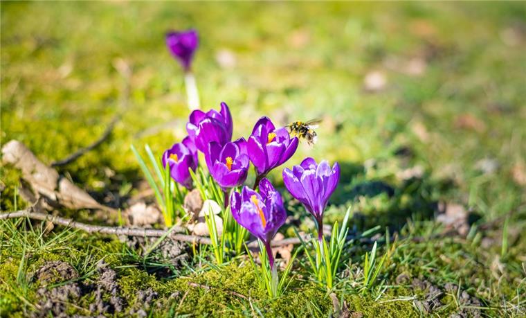 Die Pollen fliegen wieder: Diese 5 Dinge müsst ihr jetzt wissen Pollenallergiker aufgepasst: Der Frühling hat begonnen.