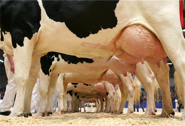 Immer weniger Bauern, immer größere Betriebe Pralle Euter: Die Hochleistungskühe von heute produzieren enorm viel Milch. Aber leben sie deshalb gleich in Agrarfabriken? Tiermediziner Professor Thomas Blaha findet den Begriff für die Debatte um Tierwohl nicht hilfreich.