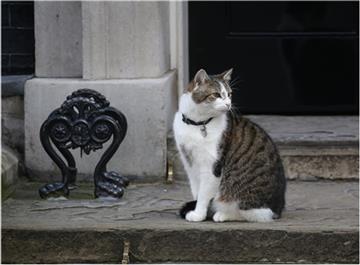 Premiere-Minister David Cameron und seine Familie müssen aus der Downing Street 10 ausziehen - der Kater Larry bleibt.