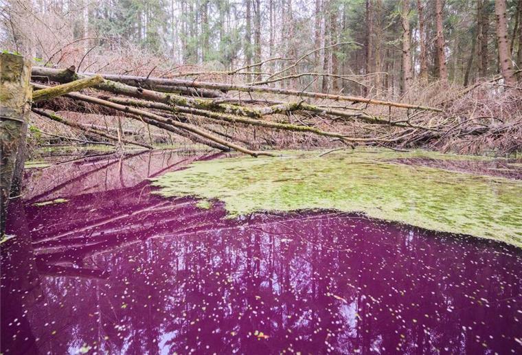 Rätsel um purpurfarbenen Teich in Niedersachsen Purpurfarben schimmert das Wasser im Hildesheimer Wald bei Sibbesse.