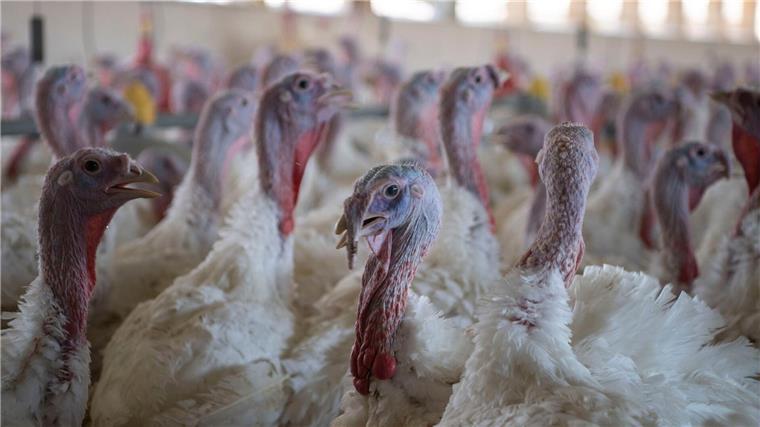 Vogelgrippe: Wie ist die aktuelle Lage in Niedersachsen? Puten sind nach Angaben des niedersächsischen Agrarministeriums besonders von der Vogelgrippe betroffen. (Archivbild)