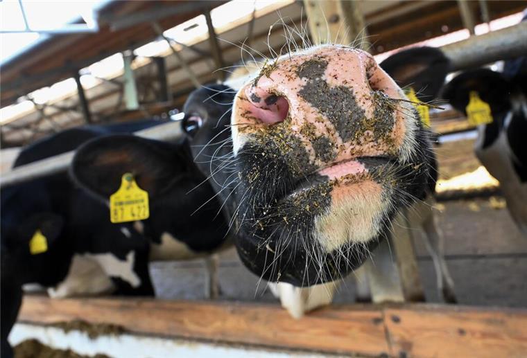 Diese Krankheiten machen Tieren in der Wesermarsch zu schaffen Q-Fieber: Das Q-Fieber wird durch das Bakterium Coxiella burnetii hervorgerufen. Die Erkrankung kann auch auf den Menschen übergehen.