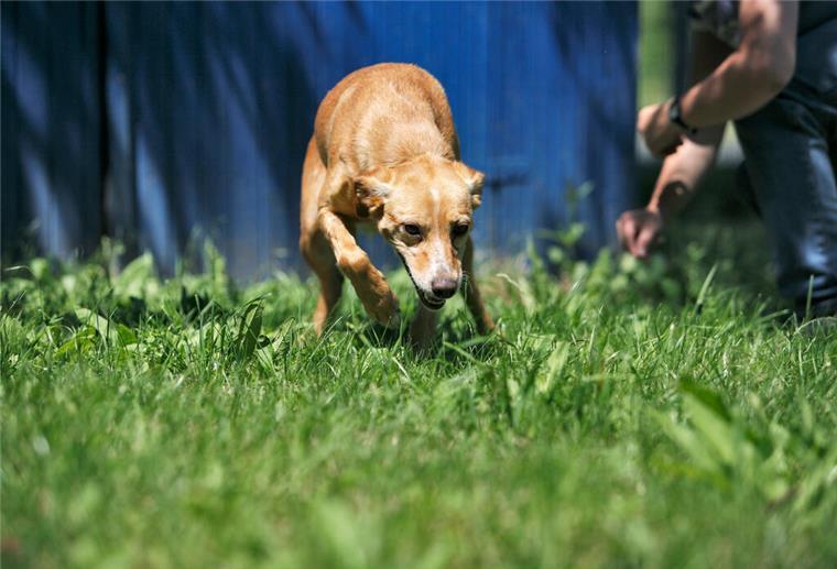 Gericht bestätigt Zuchtverbot für Nackthunde – Tierschützer erleichtert HANDOUT - Ein professionelles Hundetraining kann ängstlichen Tieren helfen, entspannter und zutraulicher zu werden. (zu dpa: «Familienhund aus dem Tierschutz: Darauf sollten Sie achten») Foto: Heike Schmidt-Röger/Kosmos/dpa-tmn - ACHTUNG: Nur zur redaktionellen Verwendung im Zusammenhang mit dem genannten Text und nur bei vollständiger Nennung des vorstehenden Credits - Honorarfrei nur für Bezieher des dpa-Themendienstes +++ dpa-Themendienst +++