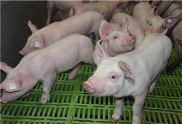 Das Foto zeigt ein paar Ferkel im Stall. 