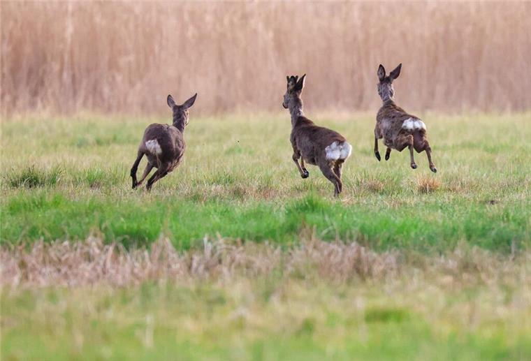 Schwarze Rehe rund um Bremen – Zufall oder Gen-Sensation? Rehe springen am Morgen über eine Wiese