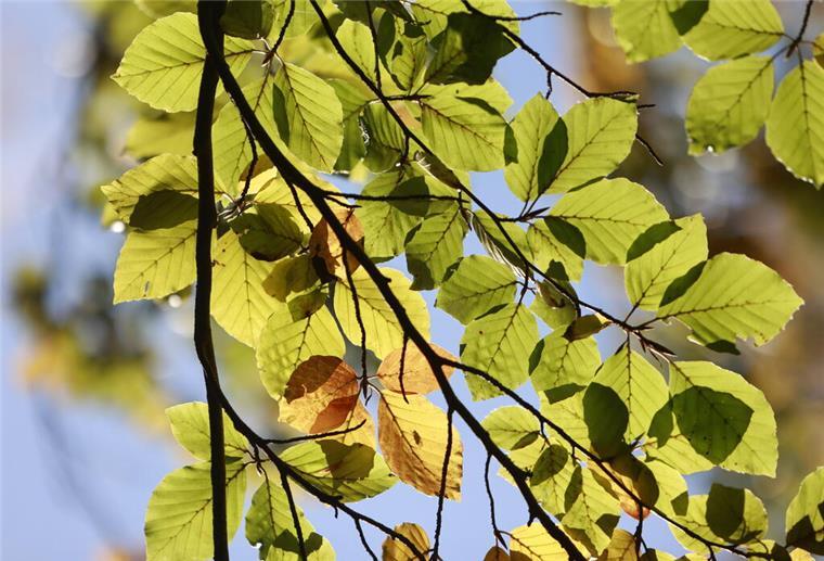 Jetzt den Garten wintertauglich machen Blätter