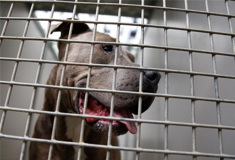 22 Rassen im Visier der Behörden: Für diese Hunde gelten in Deutschland strenge Regeln Ein Staffordshire Bullterrier schaut durch die Gitterstäbe eines Tierheim-Zwingers.