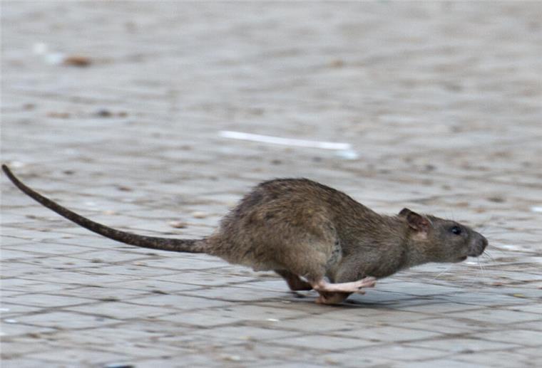 Eine Ratte läuft davon.