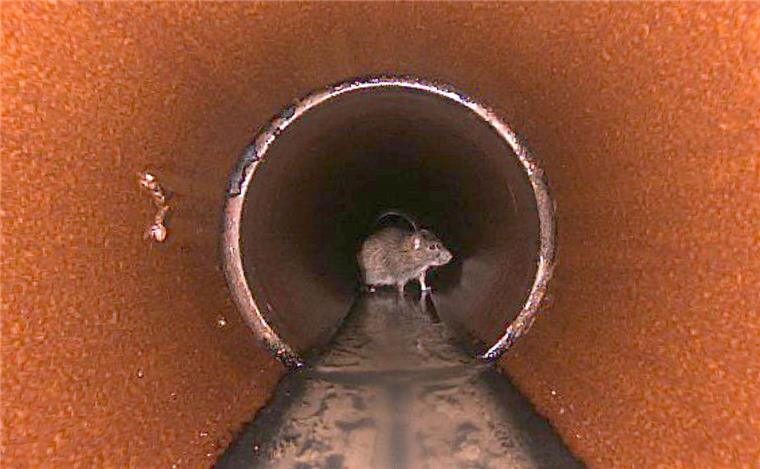 Bremerhaven: Weggespülte Essensreste locken Ratten an Ratten stöbern in der Kanalisation in Bremerhaven nach Nahrung. Sie bewegen sich geschickt durch das Entwässerungssystem. Wer Speisereste über den Kanal entsorgt, füttert die Tiere in der Unterwelt.
