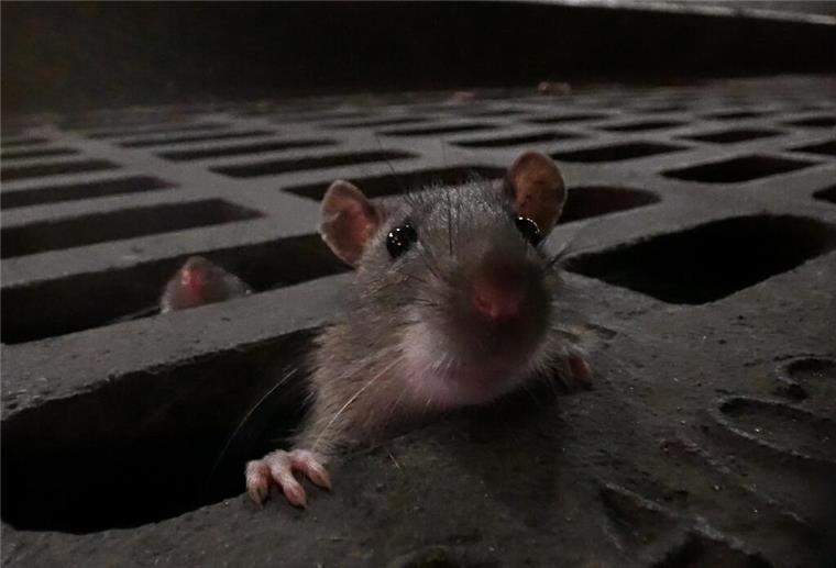 Eine braune Ratte zwängt sich durch eine schmale Öffnung im Abwasserkanal