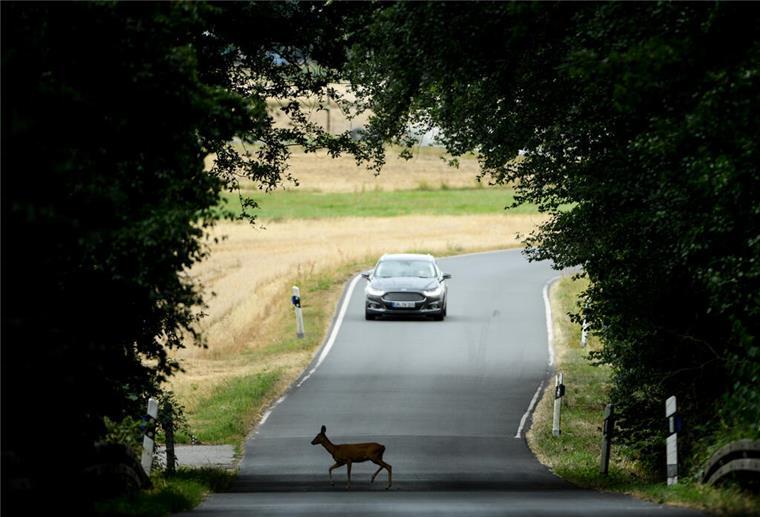Nach dem Wildunfall: Wie Autofahrer reagieren müssen Wildunfälle passieren oft in der Dämmerung – wichtig ist, schnell und besonnen zu handeln. So sichern Sie sich und andere richtig ab.