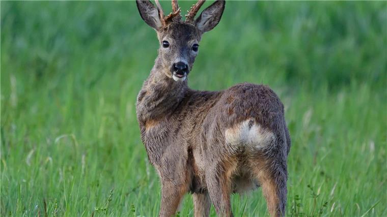 Reh in Varel aus Hafenbecken gerettet Rehe können schwimmen, aber nicht aus Hafenbecken klettern. Deshalb war das Tier auf menschliche Hilfe angewiesen (Symbolbild).