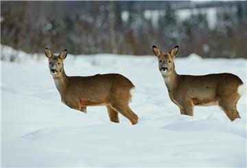 Rehe stehen im Schnee. Im Winter brauchen die Tiere Ruhe. Werden sie gestört und so zur Flucht gezwungen, verbrauchen sie viel Energie, die sie angesichts knappen Nahrungsangebots nicht wiedergewinnen können.