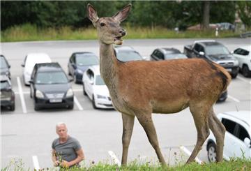 Rehe und Autos sind nie eine gute Kombination. In diesem Fall musste ein Reh, das sich auf die A27 verirrt hatte, erschossen werden. (Symbolbild)