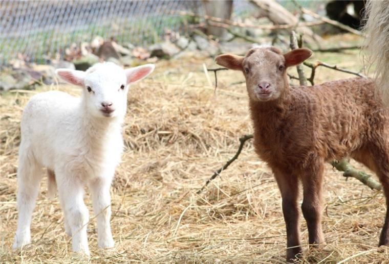 Cuxland: Mischlingslämmer auf der Dreptefarm Reinrassig sind sie zwar nicht, aber trotzdem niedlich – die Lämmer auf der Dreptefarm.