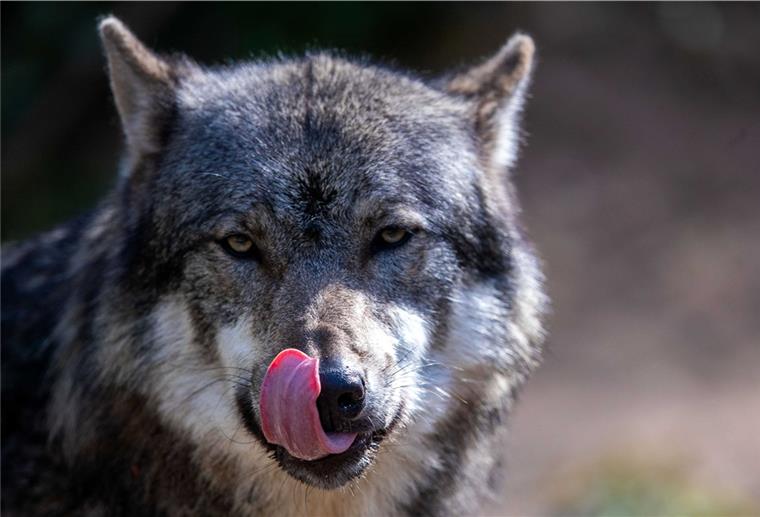 Grillabfall und Katzenfutter lockt Wölfe an Reste vom Grillfest sind eine willkommene Speise für den Wolf.
