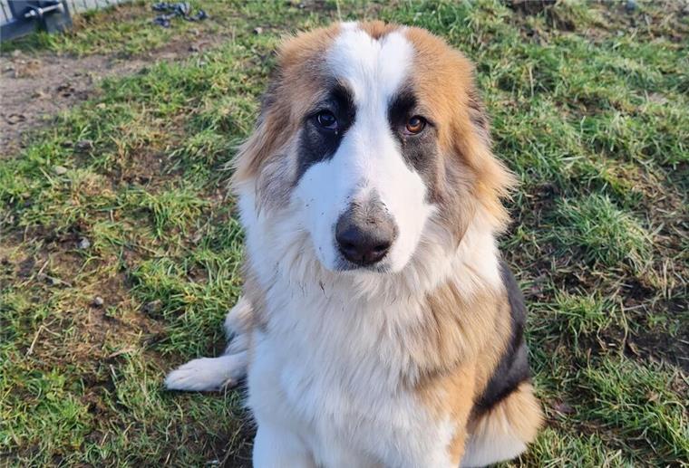 Die junge „Ciobânesc Românesc De Bucovina“-Hündin Riley sucht ein neues Zuhause Riley ist eine junge Hündin mit einem charmanten Charakter.