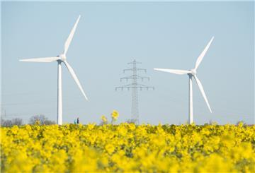 Zwei Windräder stehen hinter einem blühenden Rapsfeld. Im Hintergrund eine Stromleitung.