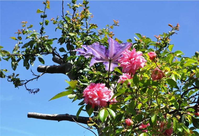 Gartenparadiese: Wo die Rosen in den Himmel wachsen Rosen und Clematis wachsen um die Wette.