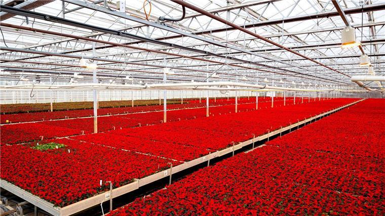 Gartenbaubetriebe liefern Millionen von Weihnachtssternen Rote Weihnachtssterne wachsen im Gewächshaus eines Gartenbaubetriebes.