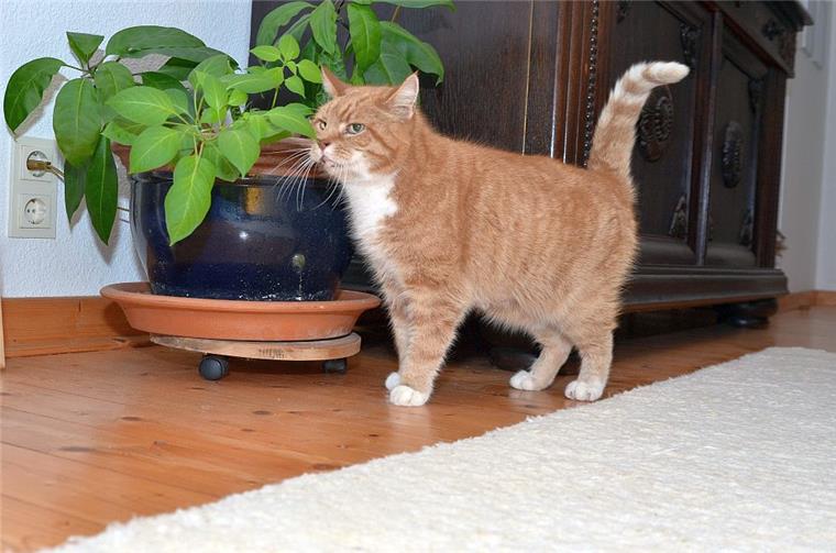 Nach Luftgewehrschüssen: Kater "Rudy" aus Kirchtimke ist tot „Rudy“ aus Kirchtimke wurde Opfer eines unbekannten Luftgewehrschützen. Sein Halter musste den Kater einschläfern lassen.