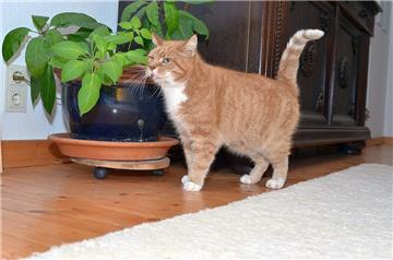 „Rudy“ aus Kirchtimke wurde Opfer eines unbekannten Luftgewehrschützen. Sein Halter musste den Kater einschläfern lassen.