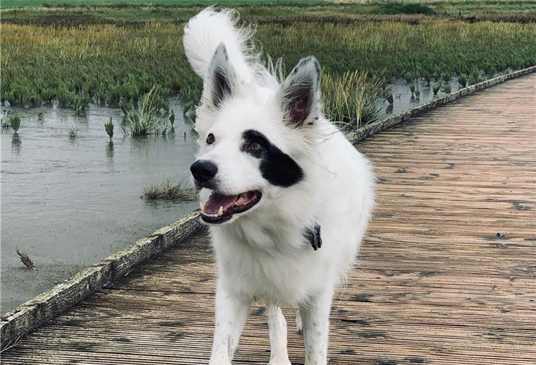 Haustier-Kanal Miau Wuff Moin sucht deine Tiergeschichte! Ein weißer Tierschutzhund mit schwarzer Zeichnung im Gesicht steht auf einem Steg in einer Salzwiese an der Nordsee.