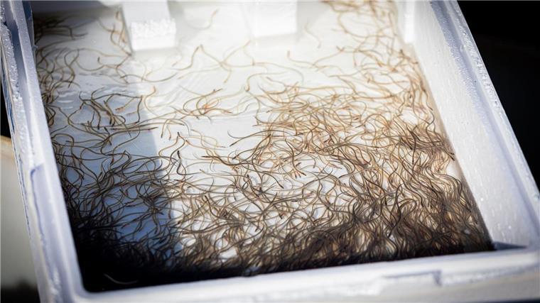 Rund 150.000 Glasaale, also Baby-Aale, sollen den Bestand der Art im Steinhuder Meer sichern. 