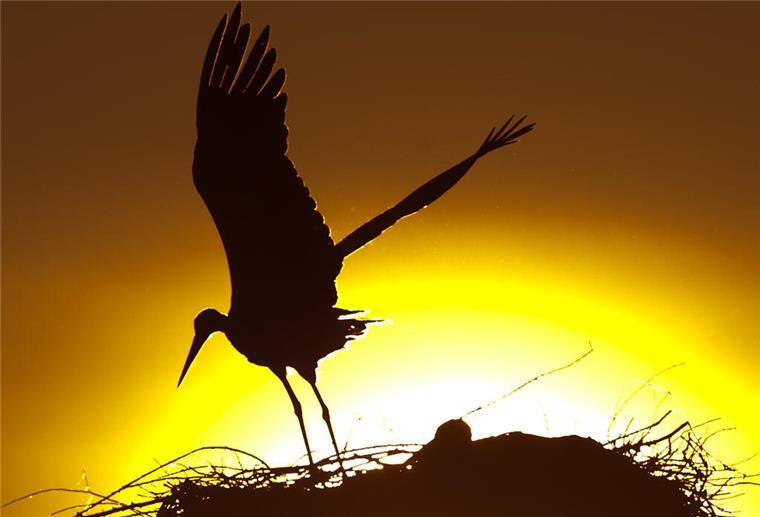 Störche in der Wesermarsch nach Vogelgrippe-Schock wieder im Aufwind Rund 200 Storchenpaare haben im vergangenen Jahr in der Wesermarsch gebrütet oder es zumindest versucht.