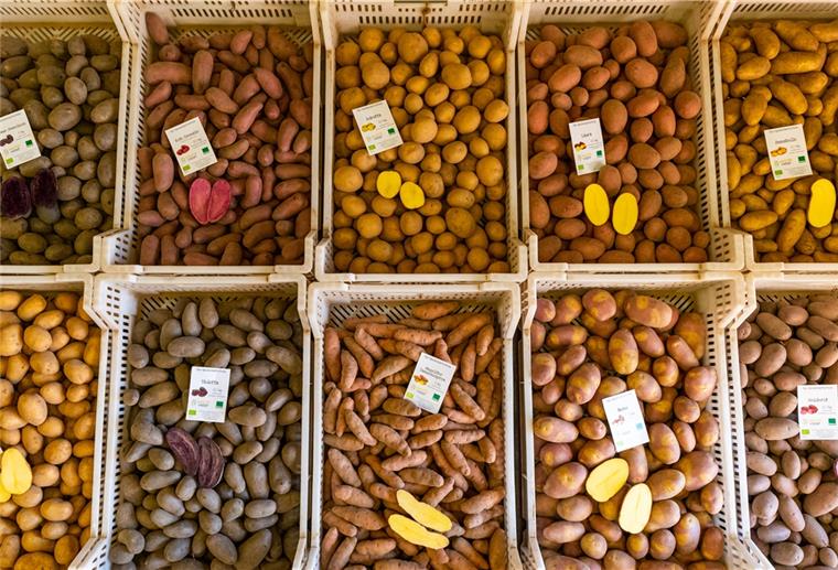 Regionale Kartoffeln gefragt: Gute Ernte, Absatz gestiegen Rund 250 Kartoffelsorten sind in Deutschland für den Anbau zugelassen.