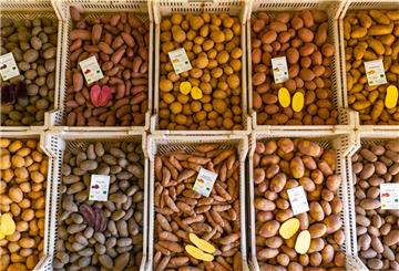 Rund 250 Kartoffelsorten sind in Deutschland für den Anbau zugelassen.