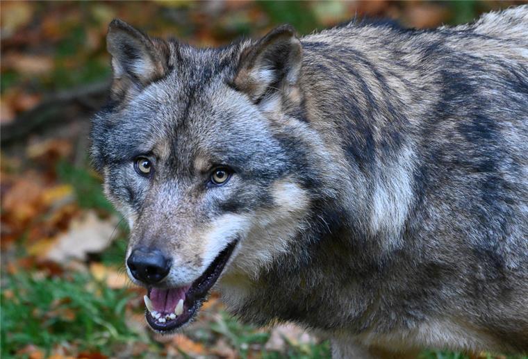 Ein Wolf hat das Maul geöffnet.