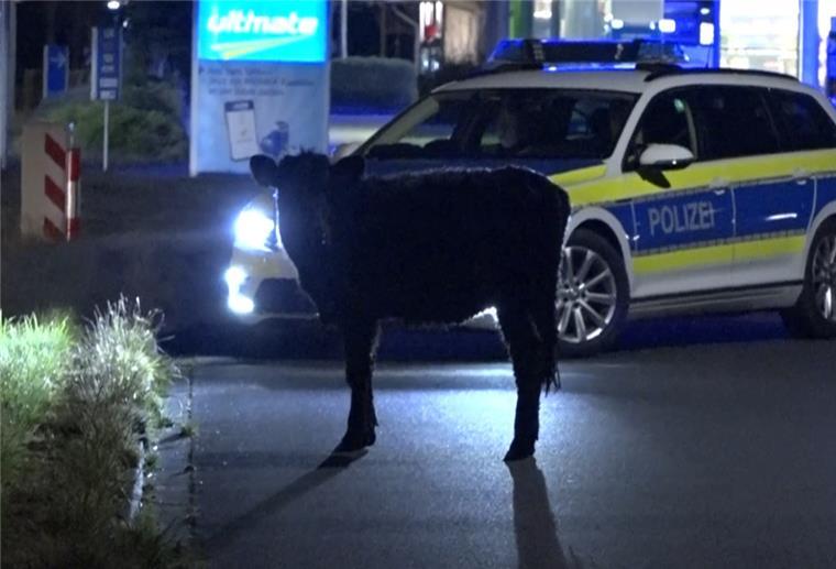 Wilhelmshaven: 50 Kühe lösen Polizeieinsatz aus Eine Kuh steht vor einem Polizeiauto.