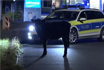 Eine Kuh steht vor einem Polizeiauto.