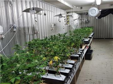 Rund 500 Cannabispflanzen hat die Polizei in Bremen sichergestellt.