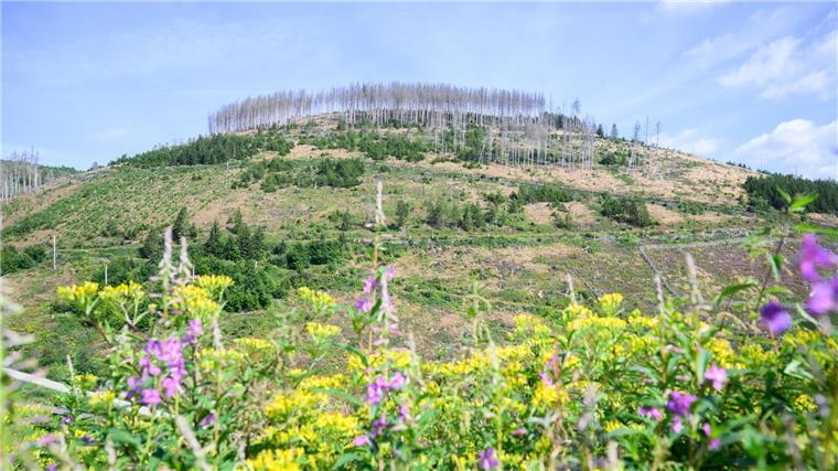 Wiederaufforstung in Niedersachsen schreitet voran Rund 50.000 Hektar wurden im niedersächsischen Landeswald seit 2017 geschädigt.