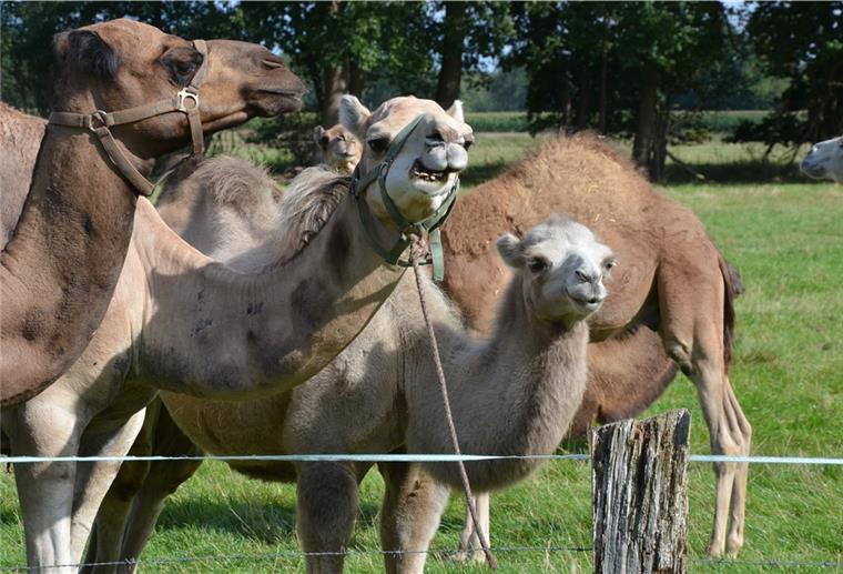 Mit dem Kamel durch die Lüneburger Heide Rund 60 Kamele hält Familie Marquard in Hiddingen am Rand der Lüneburger Heide. Die Tiere haben das ganze Jahr über die Wahl, ob sie sich draußen oder in ihrem Stall aufhalten wollen.