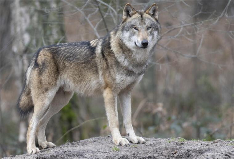 Niedersachsens Landvolk will gegen Ausbreitung von Wölfen protestieren Ein Wolf steht in seinem Gehege im Tierpark.