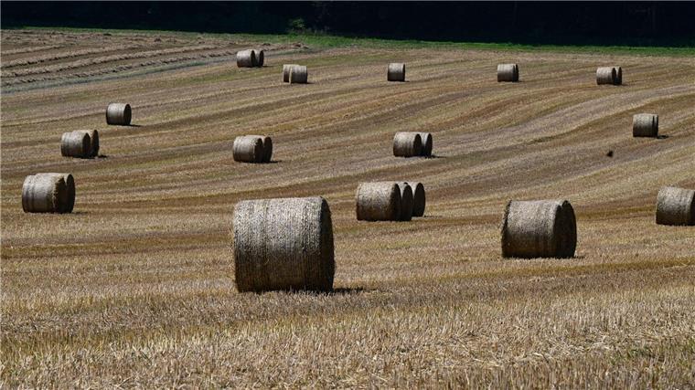 Runde Strohballen liegen zum Abtransport auf einem Feld.