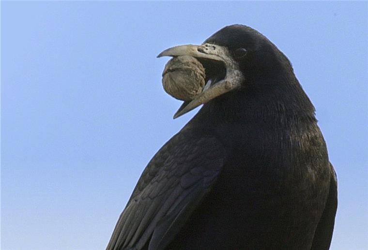 Nordenham: Rezepte gegen die Krähenplage gesucht Saatkrähen ernähren sich von Käferlarven, Schnecken, Mäusen und Pflanzen und sind immer für eine Abwechslung auf dem Speiseplan zu haben.