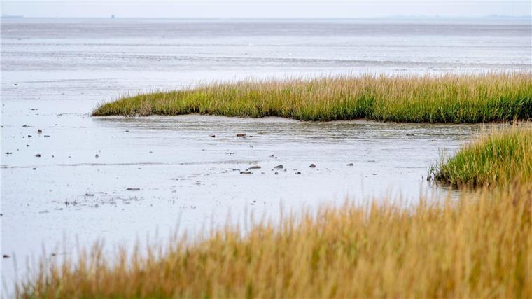 Millionen aus Berlin für Klimaschutz in Nord- und Ostsee Salzwiesen können als Kohlendioxidspeicher dienen.