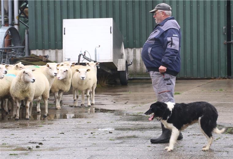 Sammelpunkt ist hinter dem Haus. Harald Plümer und sein Border Collie Luna planen den nächsten Schritt. Jetzt müssen die Tiere zur Selektion ins Gatter.