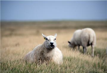 Schaf im Nationalpark Wattenmeer.